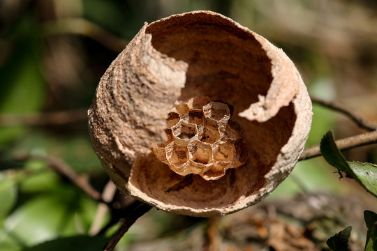 野蜂巢