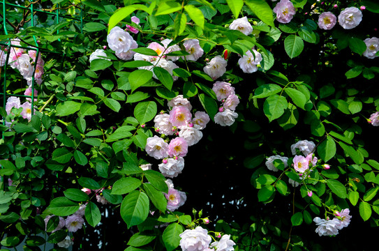 蔷薇花
