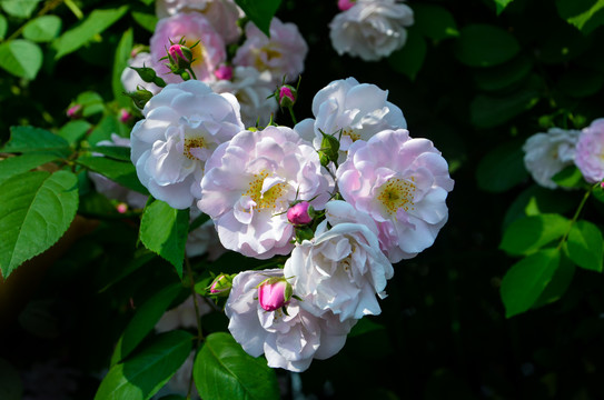 蔷薇花