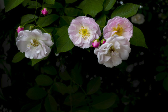 蔷薇花