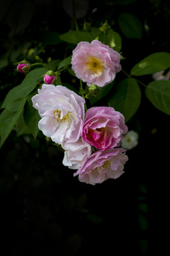 蔷薇花