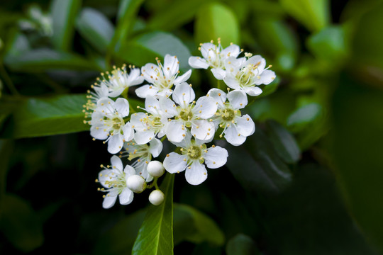 火棘花