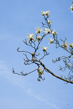 玉兰花
