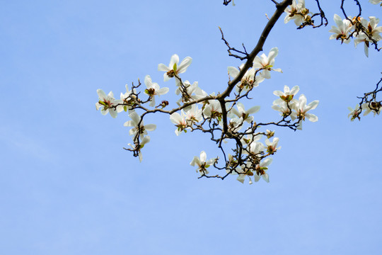 玉兰花