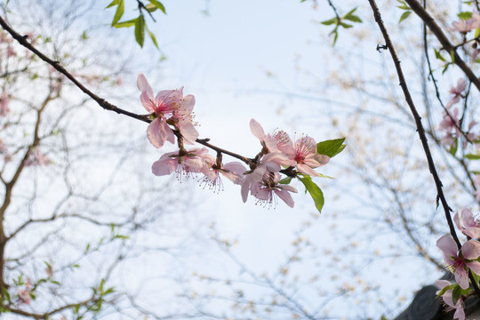 桃花