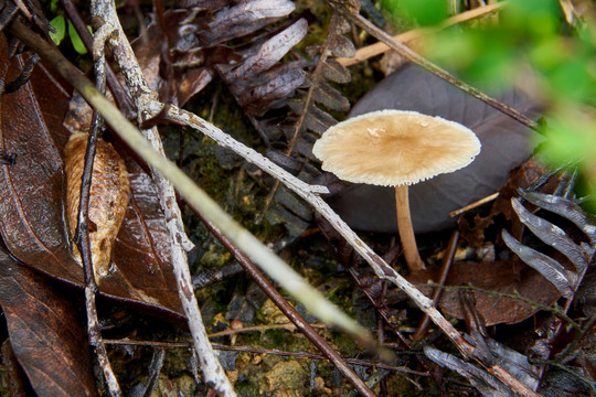 户外野外生态环境雨后蘑菇
