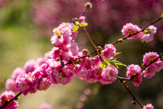 榆叶梅开花