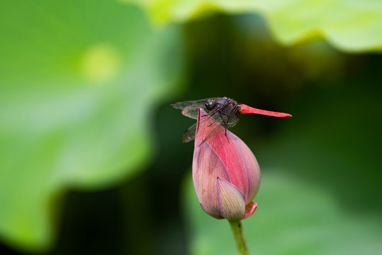 荷花蜻蜓