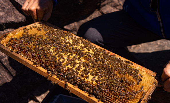 蜂箱养蜂人