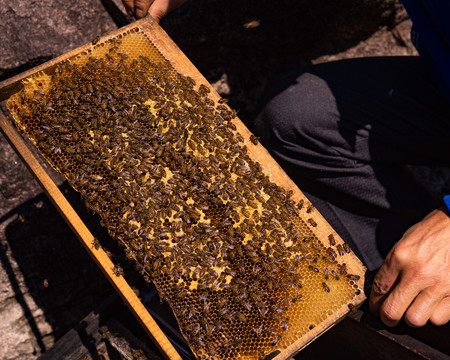 蜂箱养蜂人