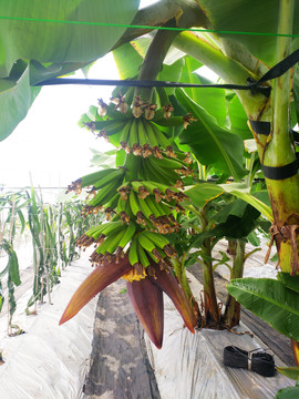 大棚香蕉栽培