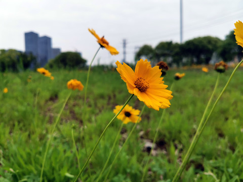 小菊花
