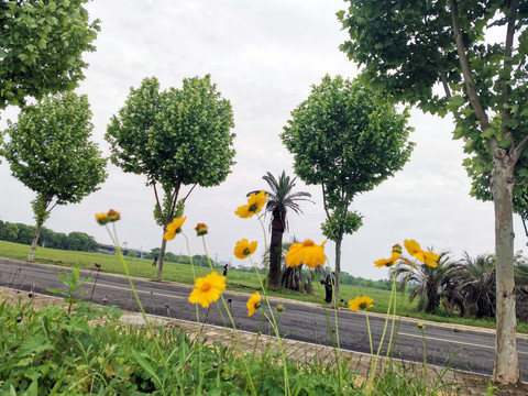 小菊花