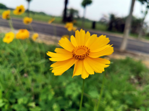 小菊花