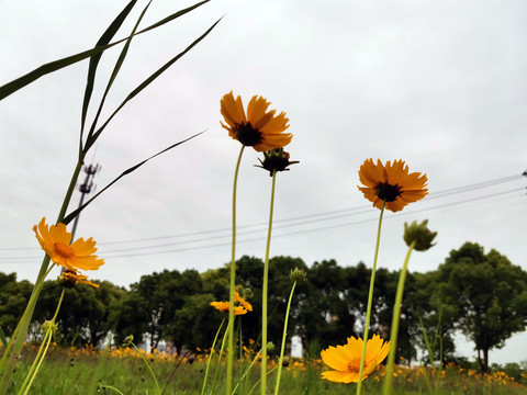 小菊花