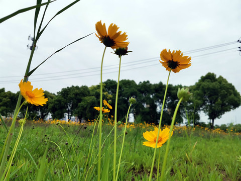 小菊花