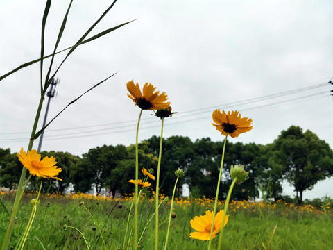 小菊花