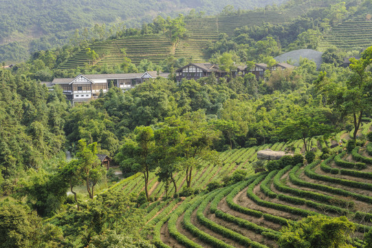 山峦映衬下的农田风景