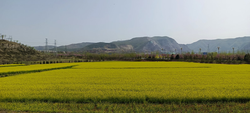 油菜花田