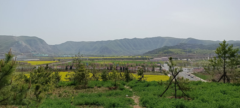 油菜花田