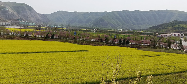 油菜花田