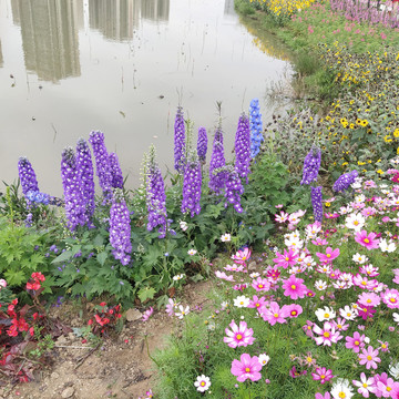 波斯菊格桑花