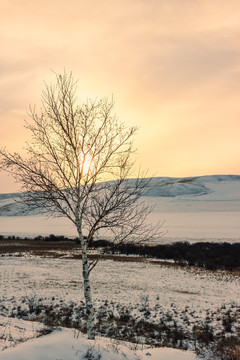 冬季雪原一颗白桦树