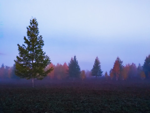 秋季落叶松林清晨晨雾