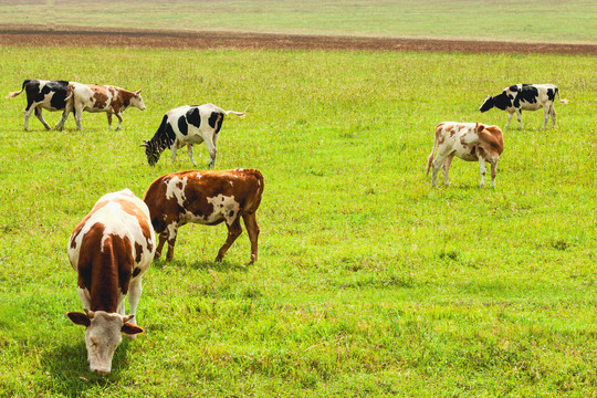 秋季草原一群牛