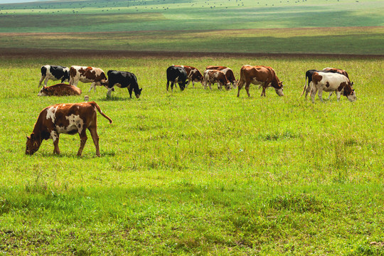 草原夏季牛群