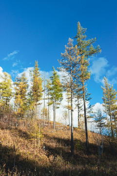 山坡落叶松树