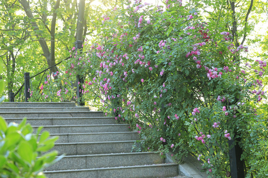 蔷薇花径小桥