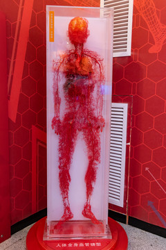人体血管模型