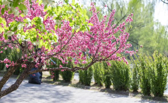 樱花