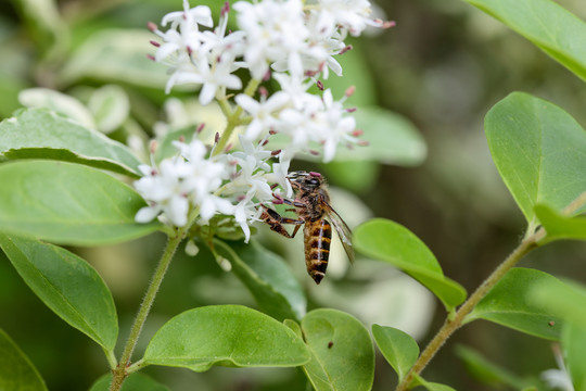 蜜蜂