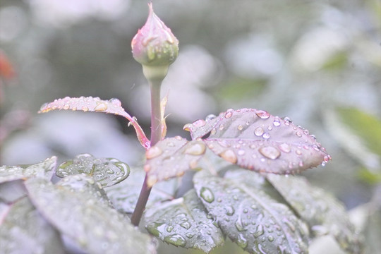 雨中花