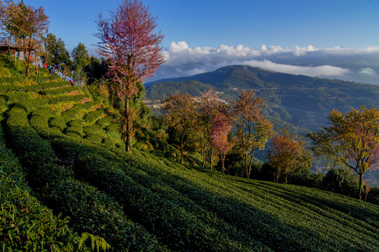 茶山春色