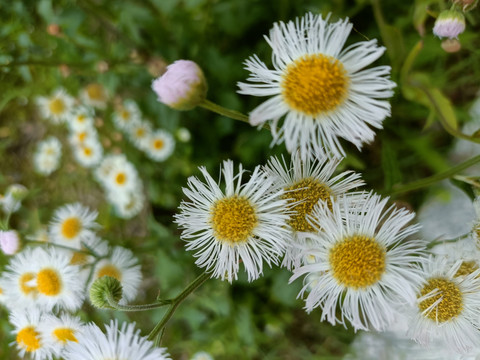 小黄花