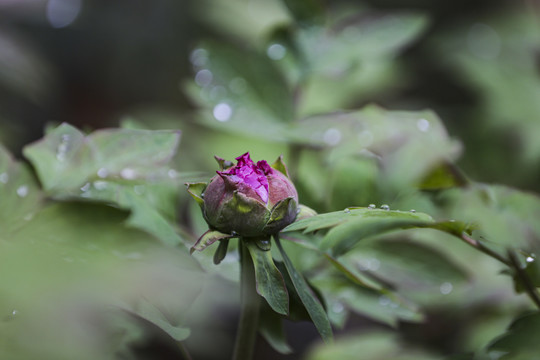 牡丹花苞