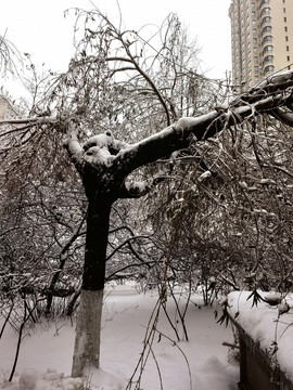 冰雪自然灾害