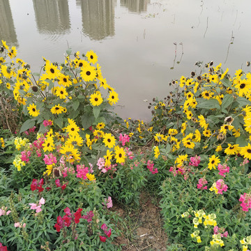 大波斯菊绿色花田