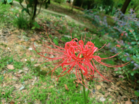 彼岸花