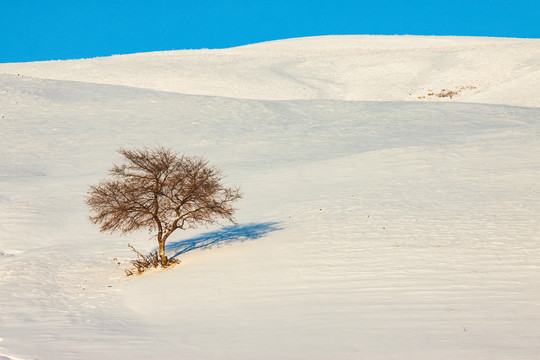 雪域雪山雪地一棵树