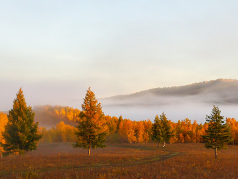清晨晨雾秋季大兴安岭金色森林