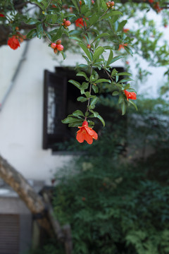 石榴花