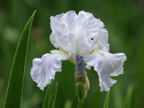 鸢尾花