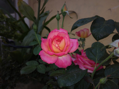 月季花