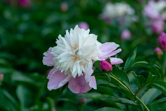 芍药花