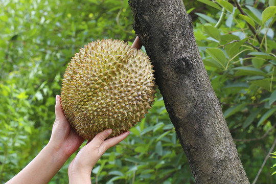 榴莲甲仑榴莲