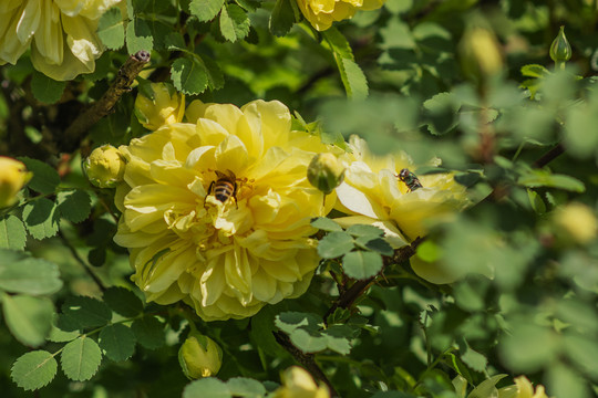 两只蜜蜂与两朵黄刺玫花